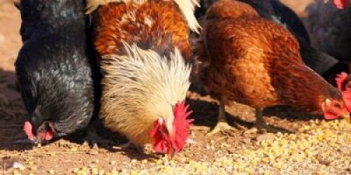 Se prelungeste termenul de depunere a cererii pentru ajutorul pentru bunastarea pasarilor