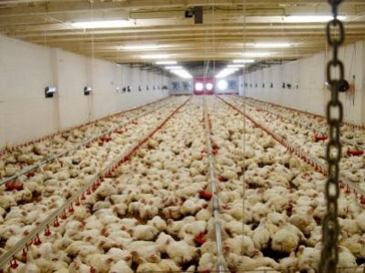 Milioane de pasari din China, in pericol sa moara de foame