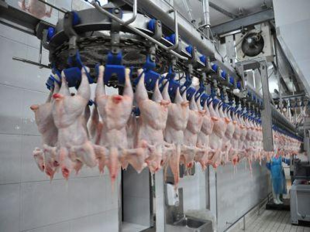 Romania importa tot mai multa carne de pasare si trimite tot mai putin la export