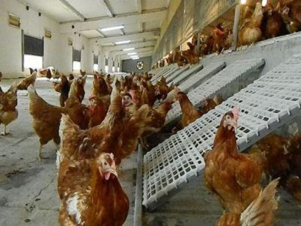 APIA primeste cereri de plata in cadrul masurii privind bunastarea animalelor