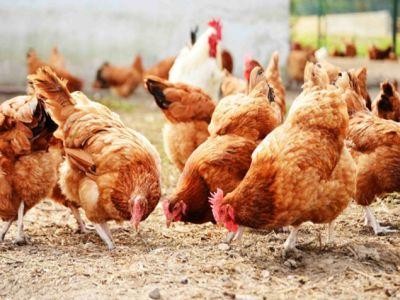 Noi prevederi pentru sprijinirea fermierilor din sectorul avicol