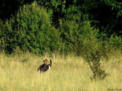 Ce plati compensatorii pot primi fermierii, pentru protejarea unor specii de pasari