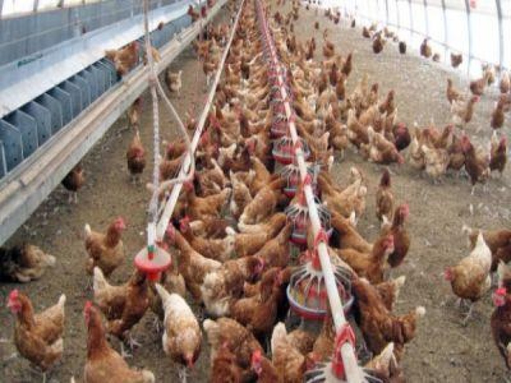 ANSVSA in alerta, din cauza focarelor de gripa aviara aparute in Europa