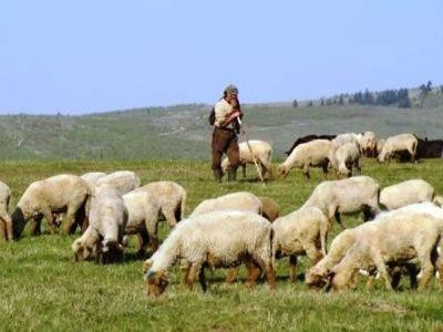 Reglementari noi privind pasunatul animalelor