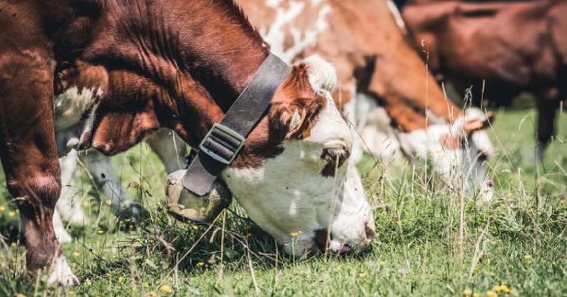 Lege in vigoare: Interdictia la pasunat s-a incheiat!