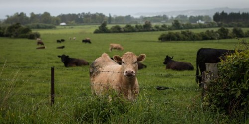 O noua LEGE importanta: AMENZI si CONFISCAREA animalelor pentru pasunatul neautorizat