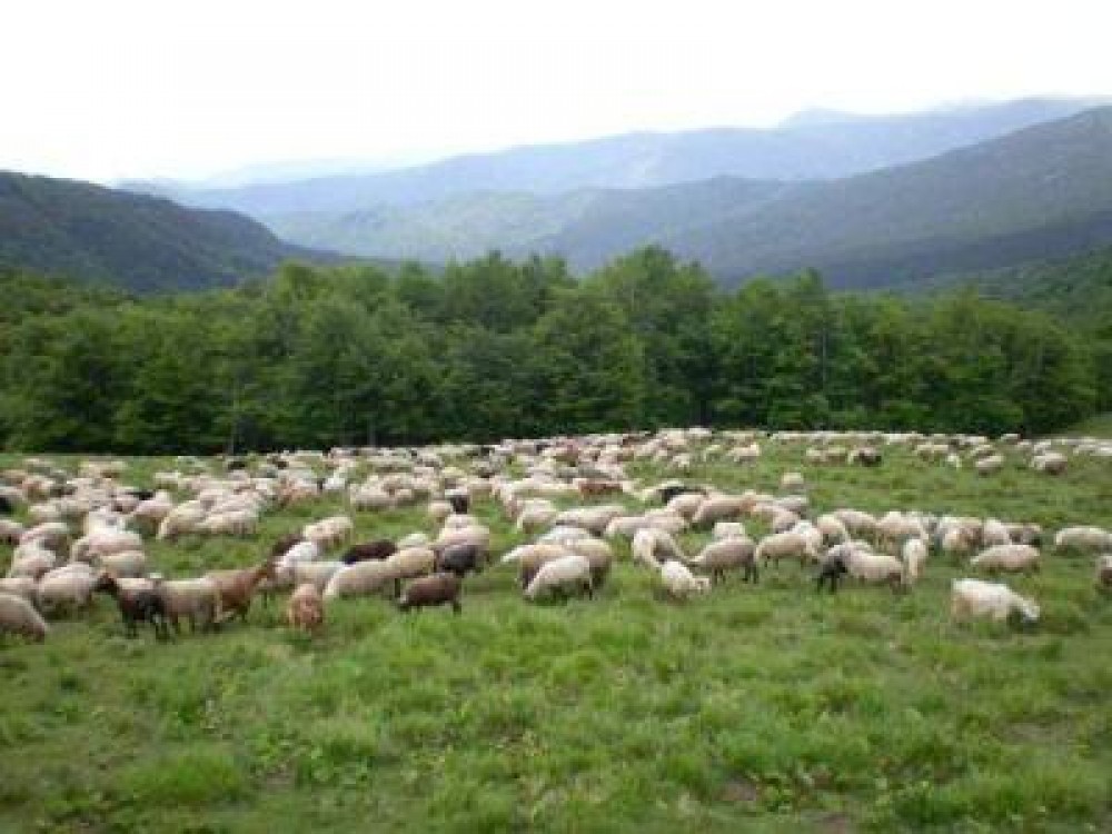 Pregatirea animalelor pentru perioada de pasunat