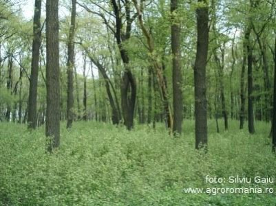 Ce sunt perdelele forestiere si cum sunt ele de folos agriculturii