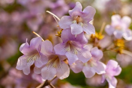 Care sunt beneficiile plantatiei de Paulownia?