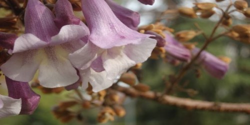 Specii de Paulownia: descriere si beneficii