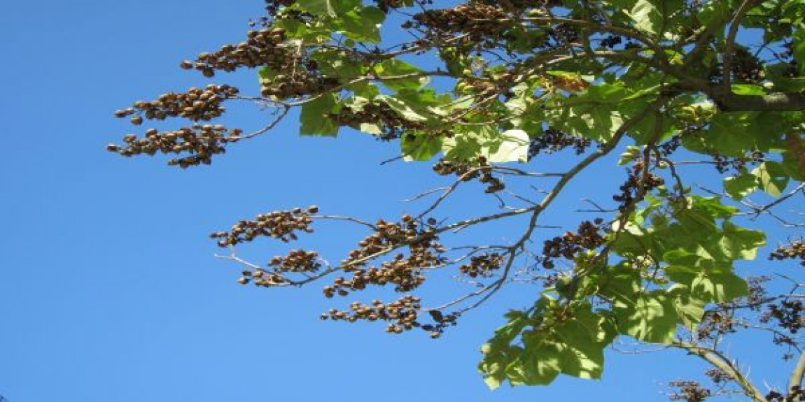Paulownia tomentosa: descriere si beneficii