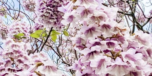 Paulownia: Valorificarea produselor rezultate si conexe