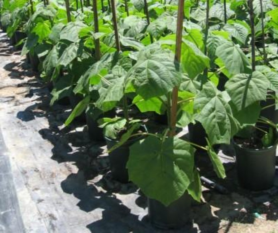 El a avut curajul sa infiinteze o plantatie de Paulownia la Arad