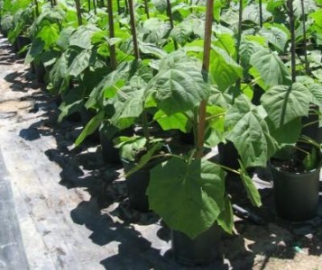 El a avut curajul sa infiinteze o plantatie de Paulownia la Arad