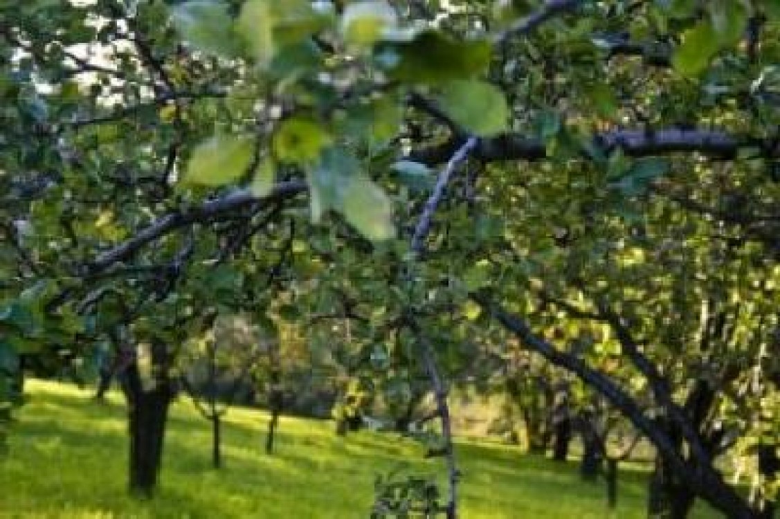 Prima pepiniera de pomi fructiferi din soiuri traditionale din judetul Sibiu