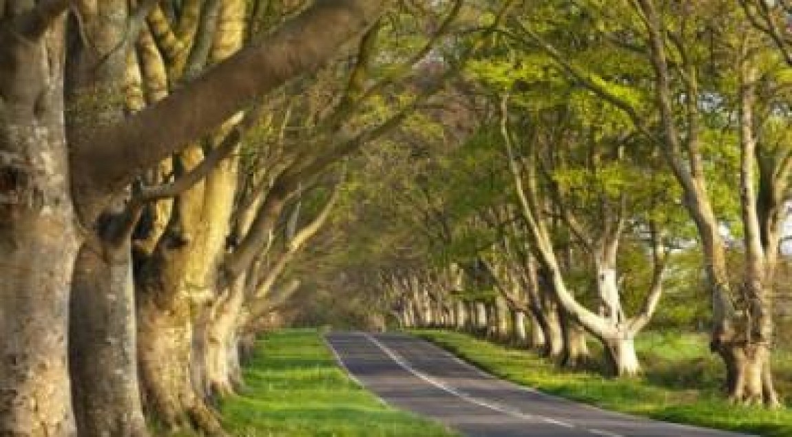 Fonduri europene pentru infiintarea de perdele forestiere cu rol de protectie