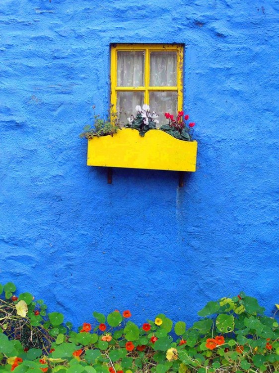 Anul acesta se poarta gradinile albastre