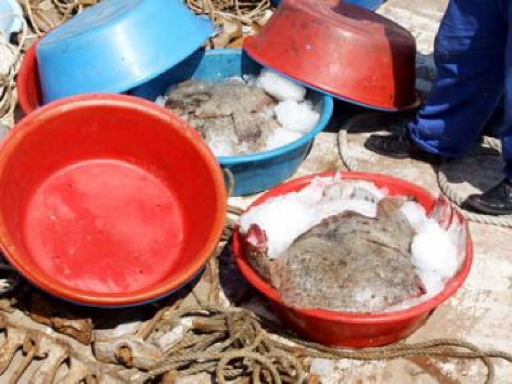 Romania isi mentine cota de pescuit la calcan