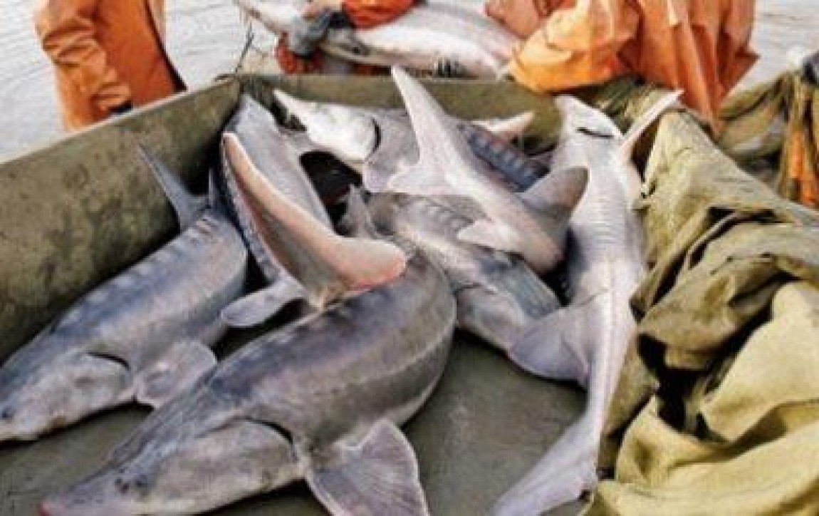 Interzicerea pescuitului sturionilor fara oferirea de alternative a fost considerata un esec