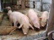 Directiile sanitare veterinare judetene pot acorda derogari pentru animalele sanatoase aflate in zona de restrictie pentru pesta porcina africana