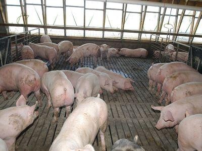Un nou focar de pesta porcina africana, confirmat in Bihor