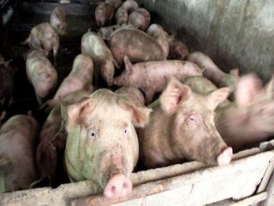 Un nou focar de pesta porcina confirmat in Insula Mare a Brailei