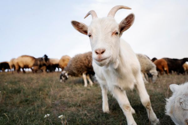 Pesta micilor rumegatoare continua in Romania