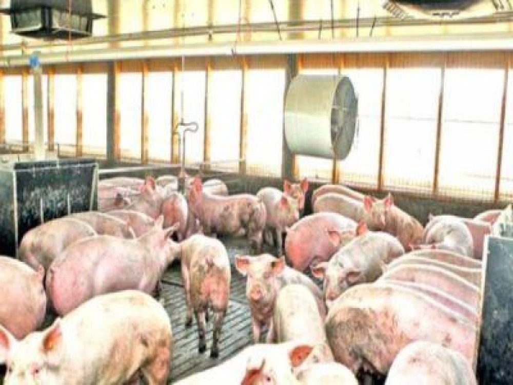 Cel mai recent bilant al pestei porcine africane