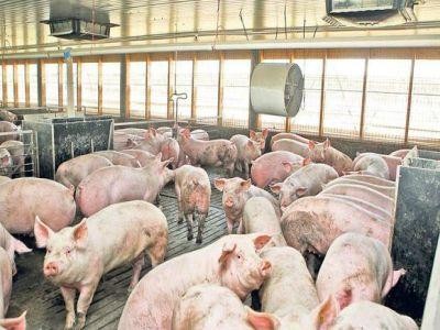 Situatia actualizata a focarelor de pesta porcina africana