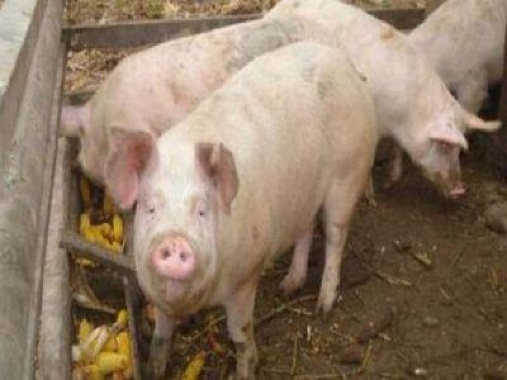 ALERTA: A reaparut peste porcina africana in Romania