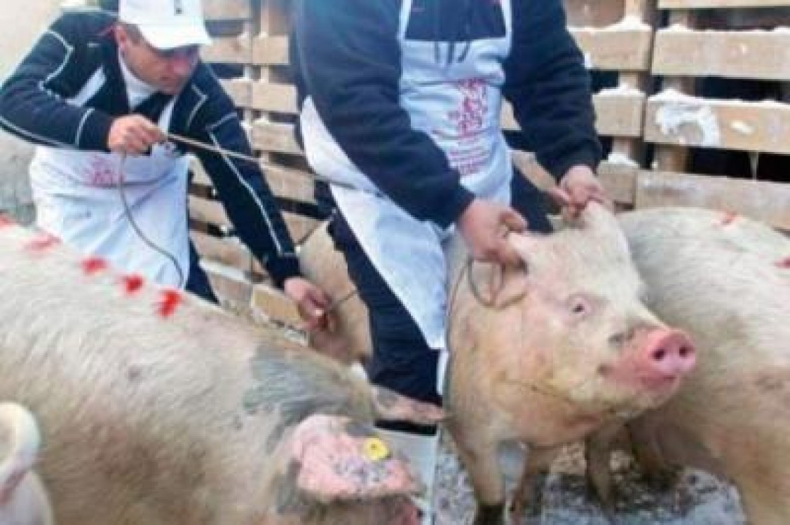 Primul caz confirmat de PPA in judetul Alba
