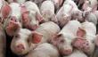 Pesta Porcina Africana se raspandeste din nou in Romania