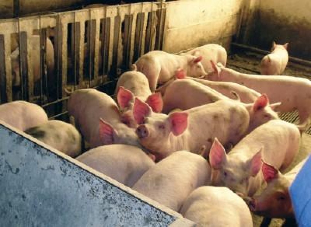 Pesta porcina africana a fost depistat in Ucraina, iata ce masuri s-au luat in Romania