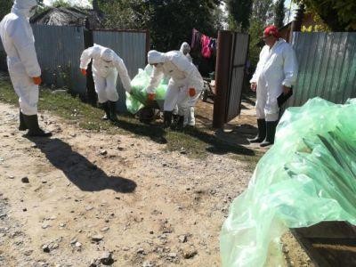 Concluziile expertilor europeni in privinta evolutiei pestei porcina africane din Romania