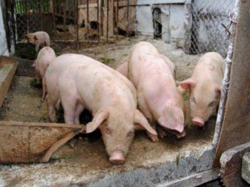 Introducerea in tara a alimentelor posibil purtatoare ale virusului pestei porcine ar putea fi interzisa