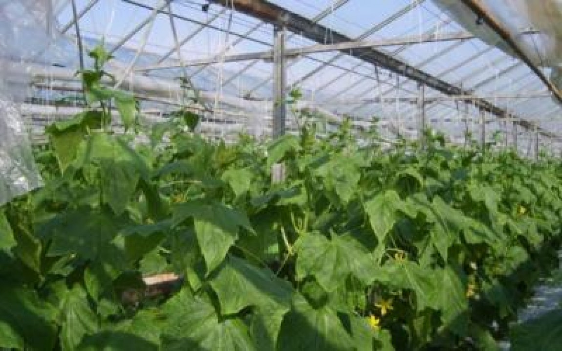 Cel mai mare producator de legume de langa Bucuresti va fi afectat de cresterea pretului gigacaloriei