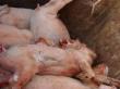 Noi cazuri de pesta porcina africana depistate in judetul Ialomita