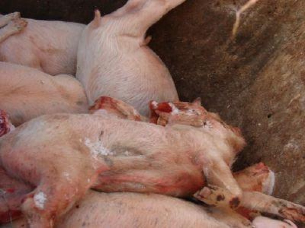 Noi cazuri de pesta porcina africana depistate in judetul Ialomita