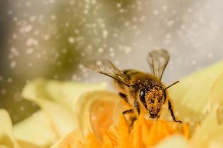 Petitie pentru interzicerea pesticidelor sintetice si salvarea albinelor