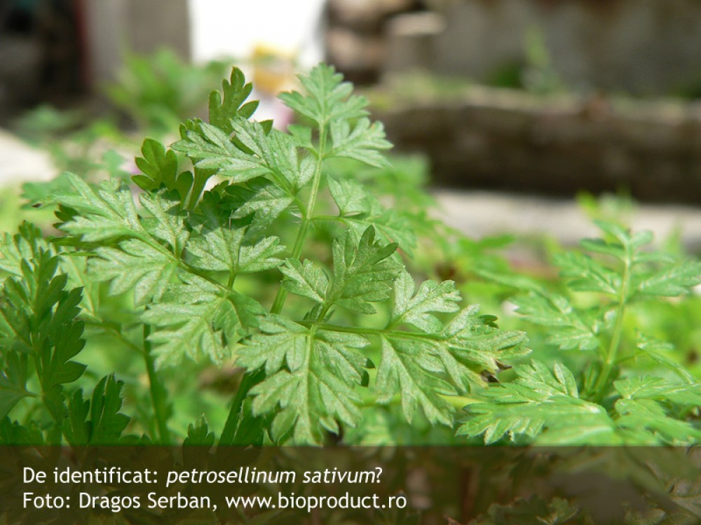 De identificat: patrunjel salbatic (sativum, hortense sau crispum)?