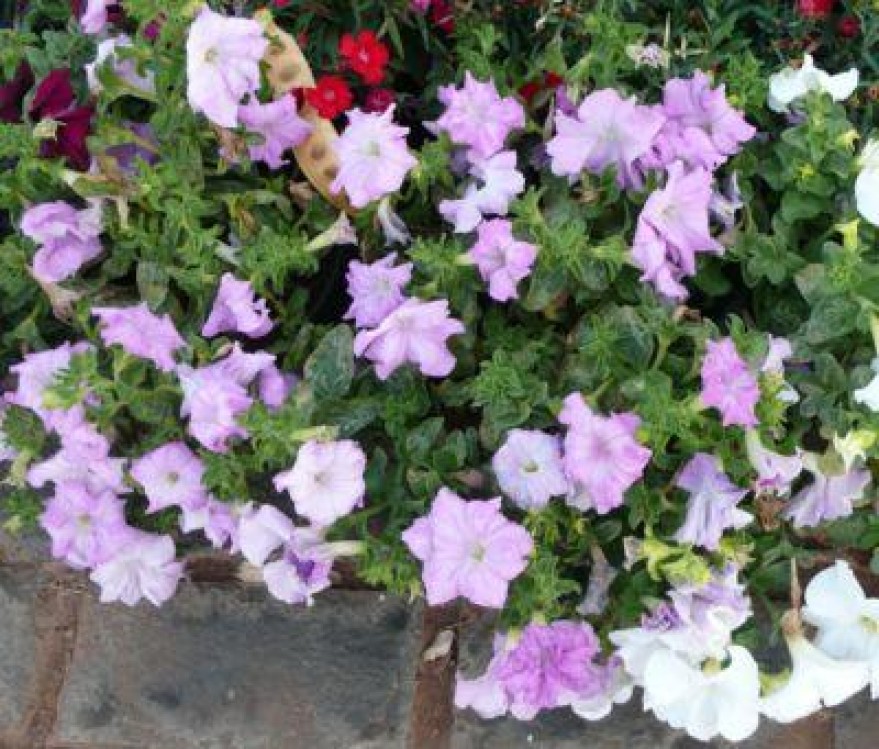 Care este soiul de petunie potrivit pentru gradina ta?