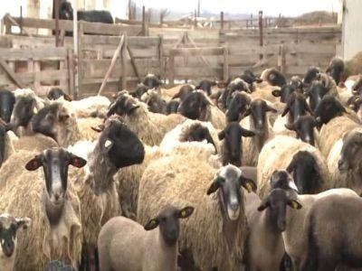Cererile pentru ajutorul de stat in sectorul cresterii animalelor pe 2019 se depun pana pe 17 decembrie