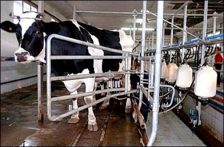 Productia de lapte a pastrat aceeasi tendinta si in 2011