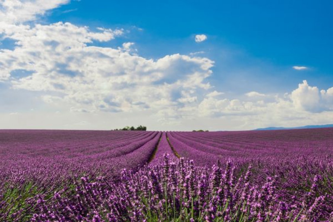 Lavanda. Care este piata tinta?