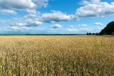 Liberalizarea pietei funciare va impune conditii strainilor care vor pamant romanesc