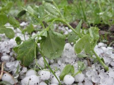 Grindina a facut ravagii in culturile agricole din judetul Olt