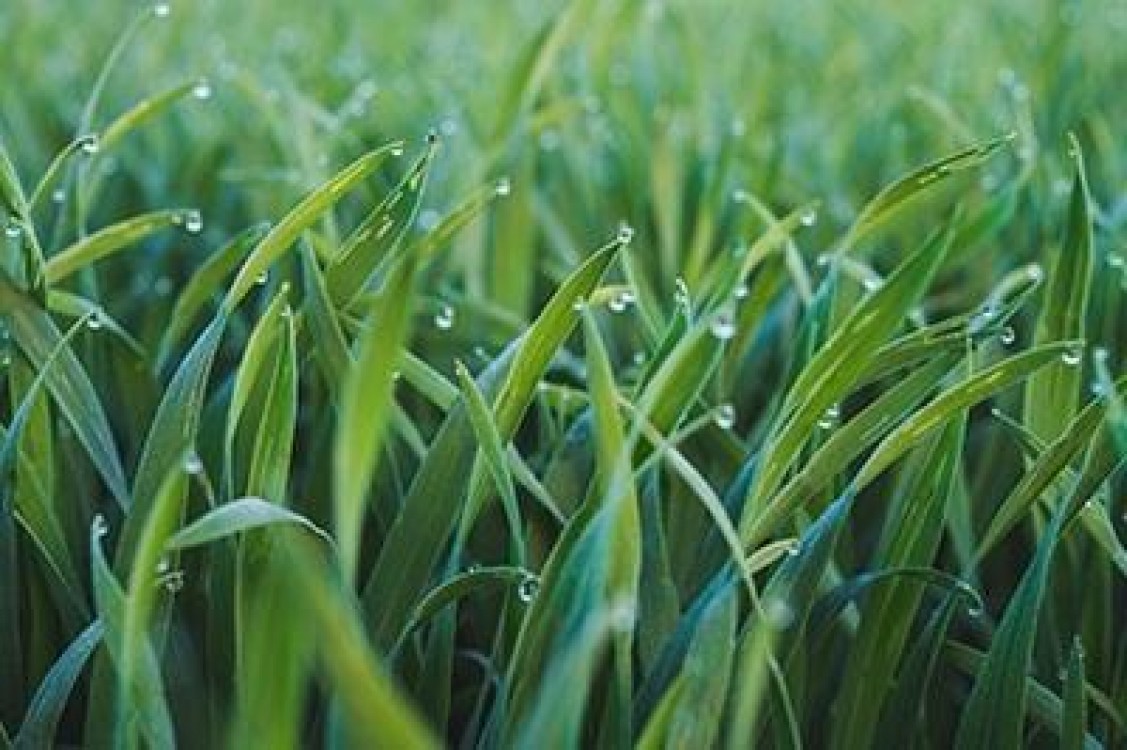 Azotul sub forma nitrica pentru fertilizarea graului!