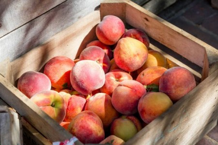 Cultivarea piersicului. Soiuri de piersic, pavii si nectarine