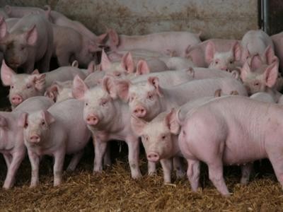 Rusia: 10.000 de porci au fost exterminati ca urmare a cazurilor de febra aftoasa