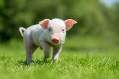 Manastireanu, ANSVSA: Trebuie sa existe reguli de crestere a porcului